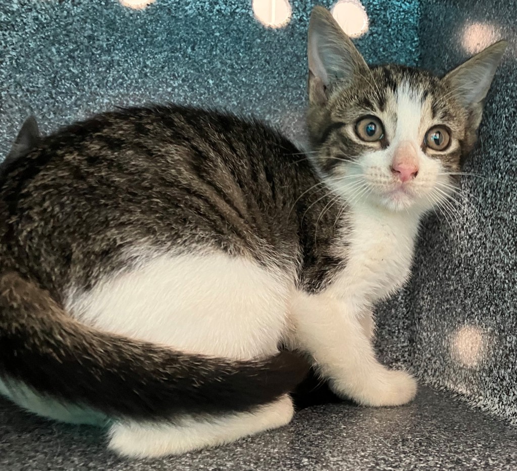 Shelter Stray Female Cat last seen Patterson Avenue, STATEN ISLAND, NY, 10306, 3139 Veterans Rd W, Staten Island, NY 10309, USA