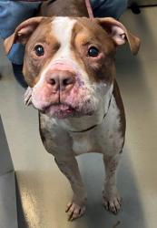 Shelter Stray Male Dog last seen Richmond Terrace, STATEN ISLAND, NY, 10303, 3139 Veterans Rd W, Staten Island, NY 10309, USA