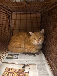 Shelter Stray Unknown Cat last seen Near Peppertree Parkway, AUSTIN, TX, 78744, 7201 Levander Loop bldg a, Austin, TX 78702, USA