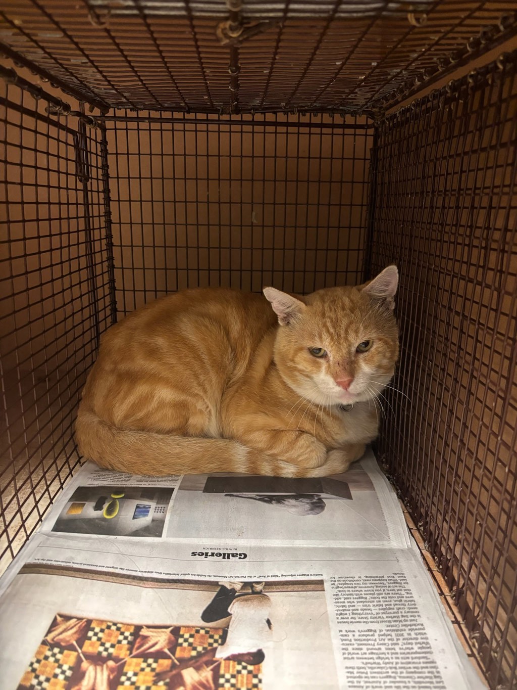 Shelter Stray Unknown Cat last seen Near Peppertree Parkway, AUSTIN, TX, 78744, 7201 Levander Loop bldg a, Austin, TX 78702, USA