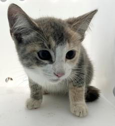 Shelter Stray Female Cat last seen Flushing Meadow Corona Park, FLUSHING, NY, 11354, 3139 Veterans Rd W, Staten Island, NY 10309, USA
