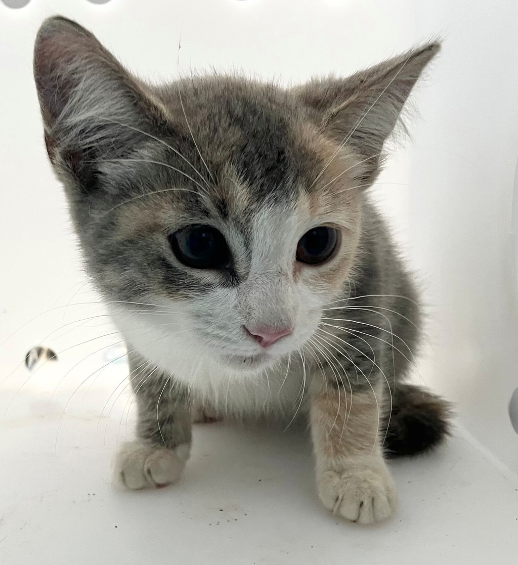 Shelter Stray Female Cat last seen Flushing Meadow Corona Park, FLUSHING, NY, 11354, 3139 Veterans Rd W, Staten Island, NY 10309, USA