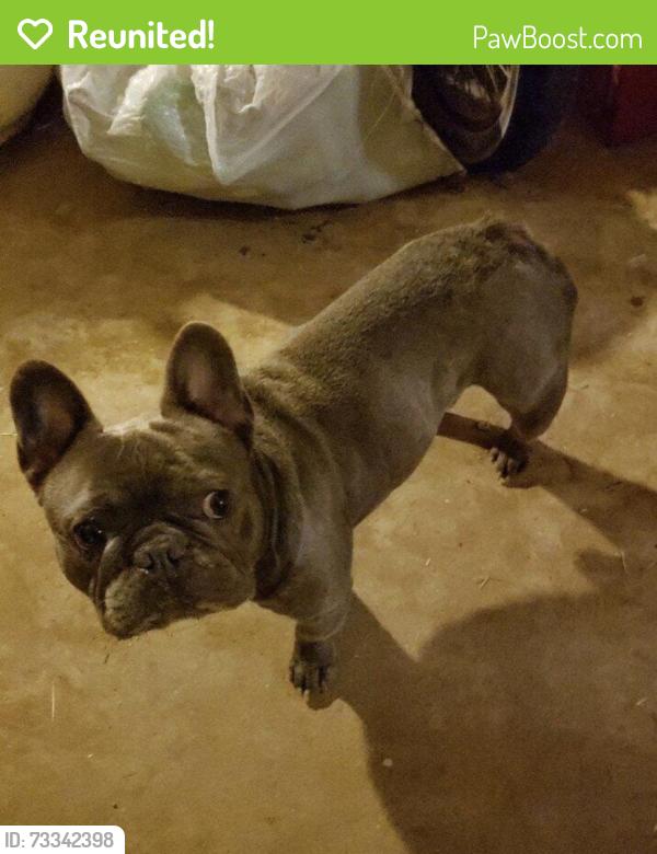 Reunited Male Dog last seen Near Hughes St, San Diego, CA 92115, USA, San Diego, CA 92115