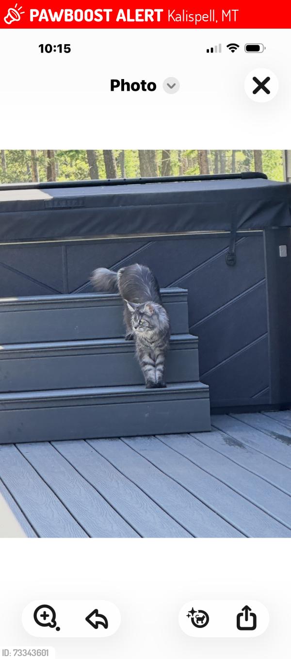Lost Female Cat last seen Rhodes Draw/Viano LN, Kalispell, MT 59901
