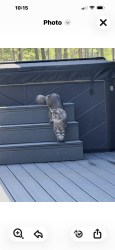 Lost Female Cat last seen Rhodes Draw/Viano LN, Kalispell, MT 59901