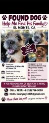 Found/Stray Male Dog last seen Lower Azuza and Peck, El Monte, CA 91731