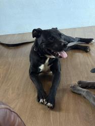Found/Stray Male Dog last seen Oaklawn & Brookdale, Oklahoma City, OK 73135