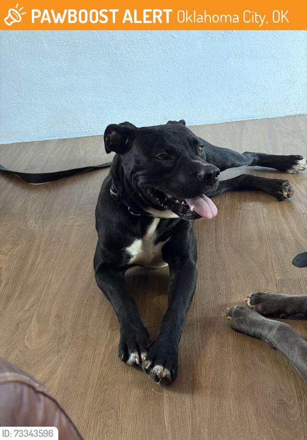Found/Stray Male Dog last seen Oaklawn & Brookdale, Oklahoma City, OK 73135