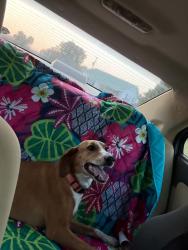 Reunited Female Dog last seen Godwin lake road Dunn Nc, Dunn, NC 28334