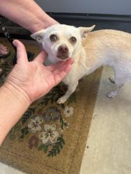 Found/Stray Female Dog last seen In front of Richland elementary, San Marcos, CA 92069