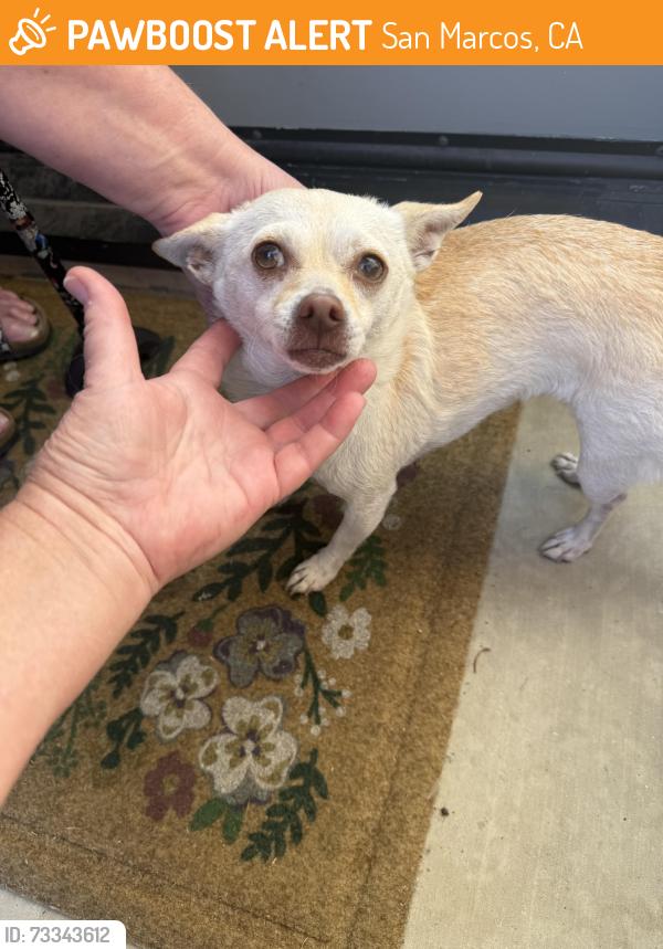 Found/Stray Female Dog last seen In front of Richland elementary, San Marcos, CA 92069