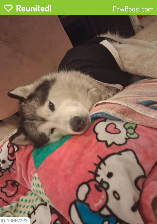 Reunited Female Dog last seen Alondra and white, Compton, CA 90221
