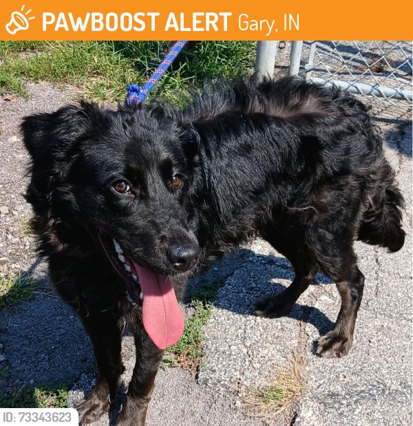 Found/Stray Female Dog last seen Route 20, Gary, IN 46403