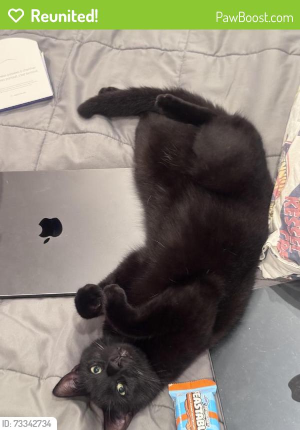 Reunited Male Cat last seen Tenth st n, Naples, FL 34102