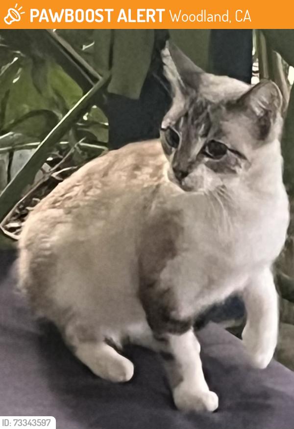 Found/Stray Female Cat last seen Casa Linda drive, Woodland, CA 95695