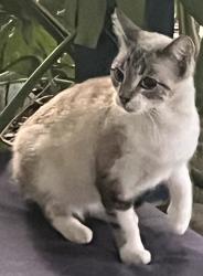 Found/Stray Female Cat last seen Casa Linda drive, Woodland, CA 95695