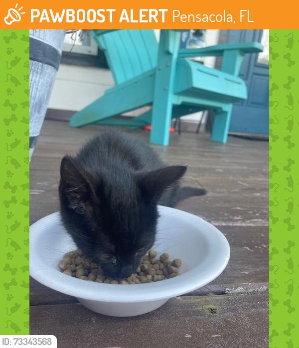 Found/Stray Unknown Cat last seen E. Bobe Street & 6th Avenue, Pensacola, FL 32503