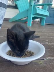 Found/Stray Unknown Cat last seen E. Bobe Street & 6th Avenue, Pensacola, FL 32503