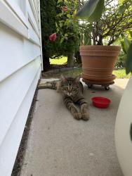 Found/Stray Male Cat last seen Ontario Road, Green Bay, WI 54311