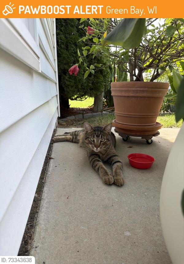 Found/Stray Male Cat last seen Ontario Road, Green Bay, WI 54311