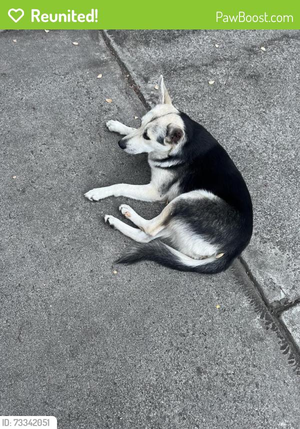 Reunited Female Dog last seen Tevlin, Stockton, CA 95210