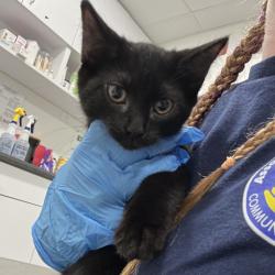 Shelter Stray Female Cat last seen , 124 Evergreen Ave, Newark, NJ 07114, USA