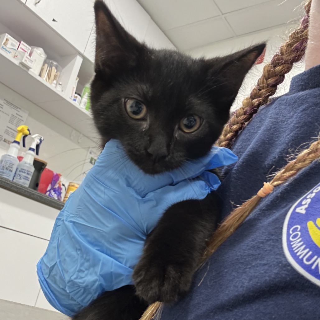 Shelter Stray Female Cat last seen , 124 Evergreen Ave, Newark, NJ 07114, USA