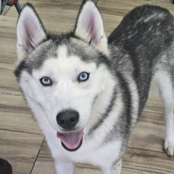 Shelter Stray Female Dog last seen , 124 Evergreen Ave, Newark, NJ 07114, USA