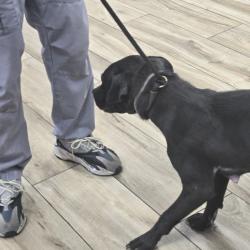 Shelter Stray Female Dog last seen , 124 Evergreen Ave, Newark, NJ 07114, USA
