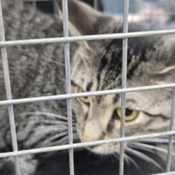 Shelter Stray Male Cat last seen , 124 Evergreen Ave, Newark, NJ 07114, USA