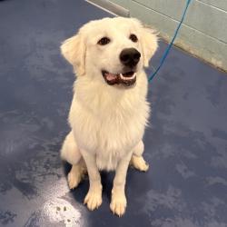 Shelter Stray Male Dog last seen , 980 Guilford College Rd, Greensboro, NC 27409, USA