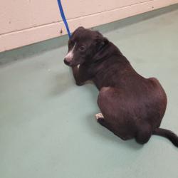 Shelter Stray Female Dog last seen , 2350 Appling City Cove, Memphis, TN 38133, USA