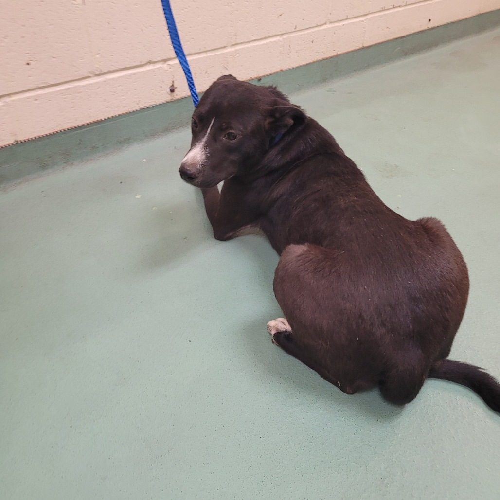 Shelter Stray Female Dog last seen , 2350 Appling City Cove, Memphis, TN 38133, USA