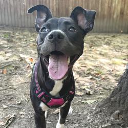 Shelter Stray Female Dog last seen , 2350 Appling City Cove, Memphis, TN 38133, USA