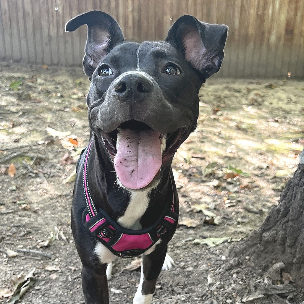 Shelter Stray Female Dog last seen , 2350 Appling City Cove, Memphis, TN 38133, USA