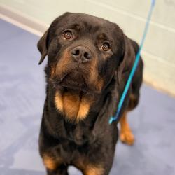 Shelter Stray Male Dog last seen , 980 Guilford College Rd, Greensboro, NC 27409, USA