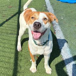 Shelter Stray Male Dog last seen , 2350 Appling City Cove, Memphis, TN 38133, USA
