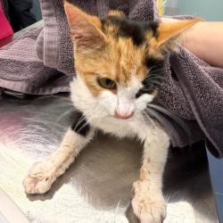 Shelter Stray Female Cat last seen , 980 Guilford College Rd, Greensboro, NC 27409, USA