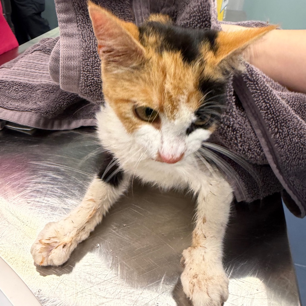 Shelter Stray Female Cat last seen , 980 Guilford College Rd, Greensboro, NC 27409, USA