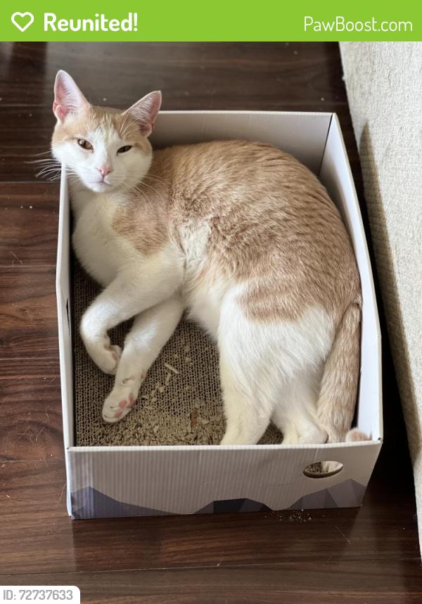 Reunited Male Cat last seen Walkers Crossing Apartments- Near West Knoxville Sam's Club, Knoxville, TN 37923