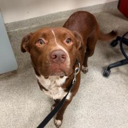 Shelter Stray Male Dog last seen , 8464 Beach Blvd, Jacksonville, FL 32216, USA