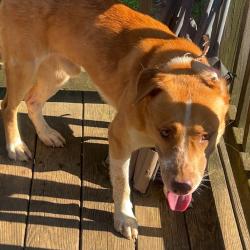 Shelter Stray Male Dog last seen , 5570 Sturmer Park Cir, Winston-Salem, NC 27105, USA