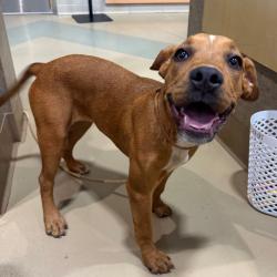 Shelter Stray Female Dog last seen , 5570 Sturmer Park Cir, Winston-Salem, NC 27105, USA