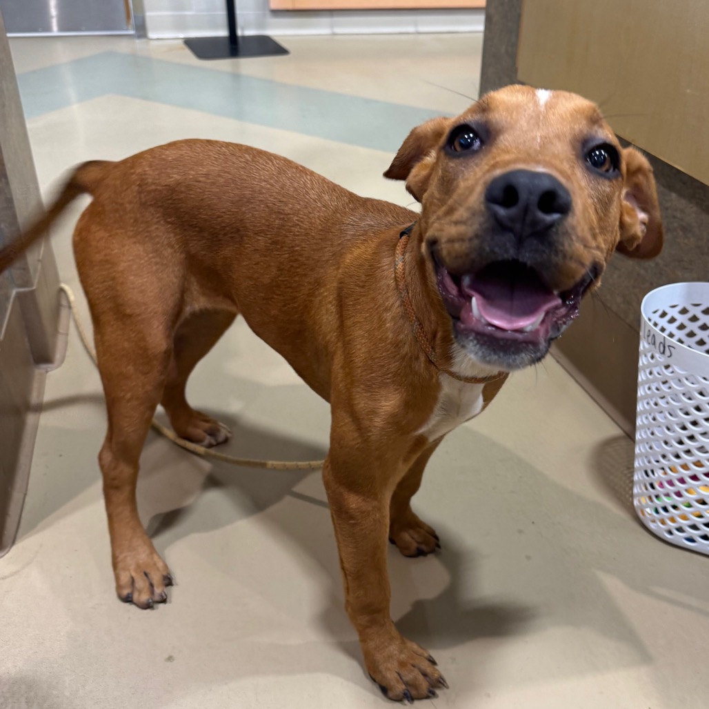 Shelter Stray Female Dog last seen , 5570 Sturmer Park Cir, Winston-Salem, NC 27105, USA