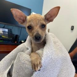 Shelter Stray Male Dog last seen , 12910 Yukon Ave, Hawthorne, CA 90250, USA