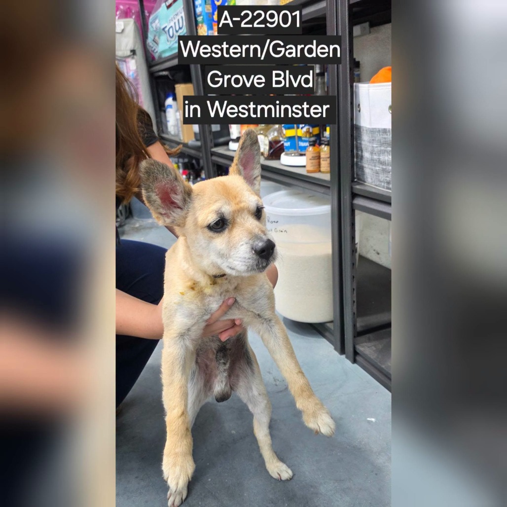 Shelter Stray Male Dog last seen , 6621 Westminster Ave, Garden Grove, CA 92844, USA