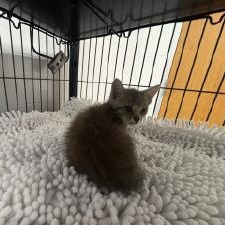 Shelter Stray Male Cat last seen , 3100 Deats Rd, Dickinson, TX 77539, USA