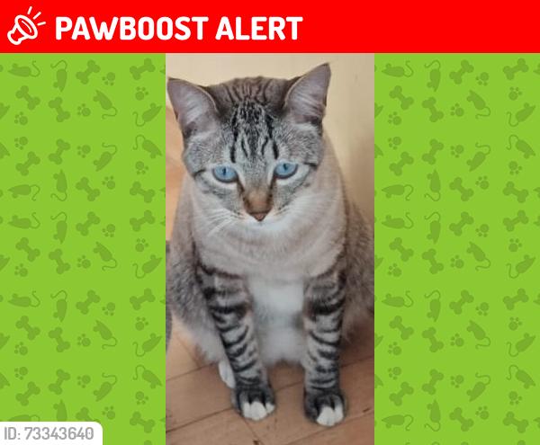 Lost Male Cat last seen Rua Edmundo de Amicis, 229, Jardim Colombo, SP 05625-170