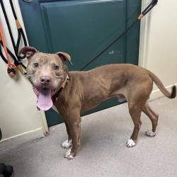 Shelter Stray Male Dog last seen , 361 S Raymond Ave, Pasadena, CA 91105, USA