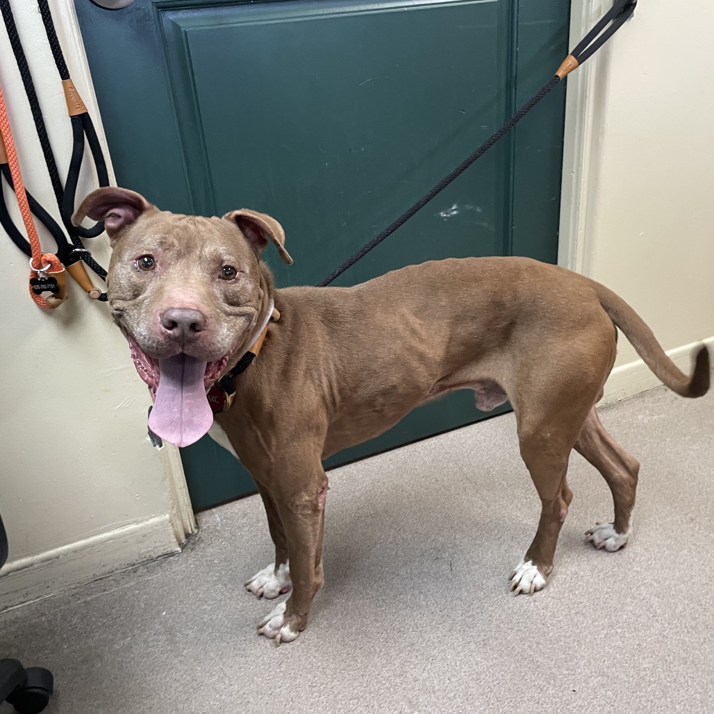 Shelter Stray Male Dog last seen , 361 S Raymond Ave, Pasadena, CA 91105, USA